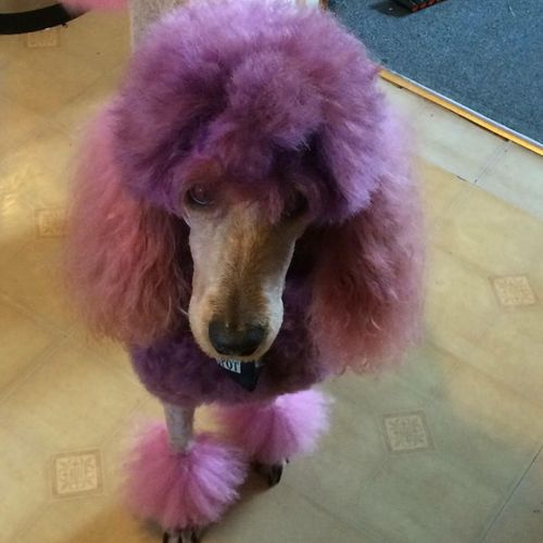 My standard poodle that I colored for Halloween 