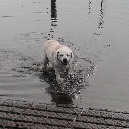 Cooper loves to swim!!