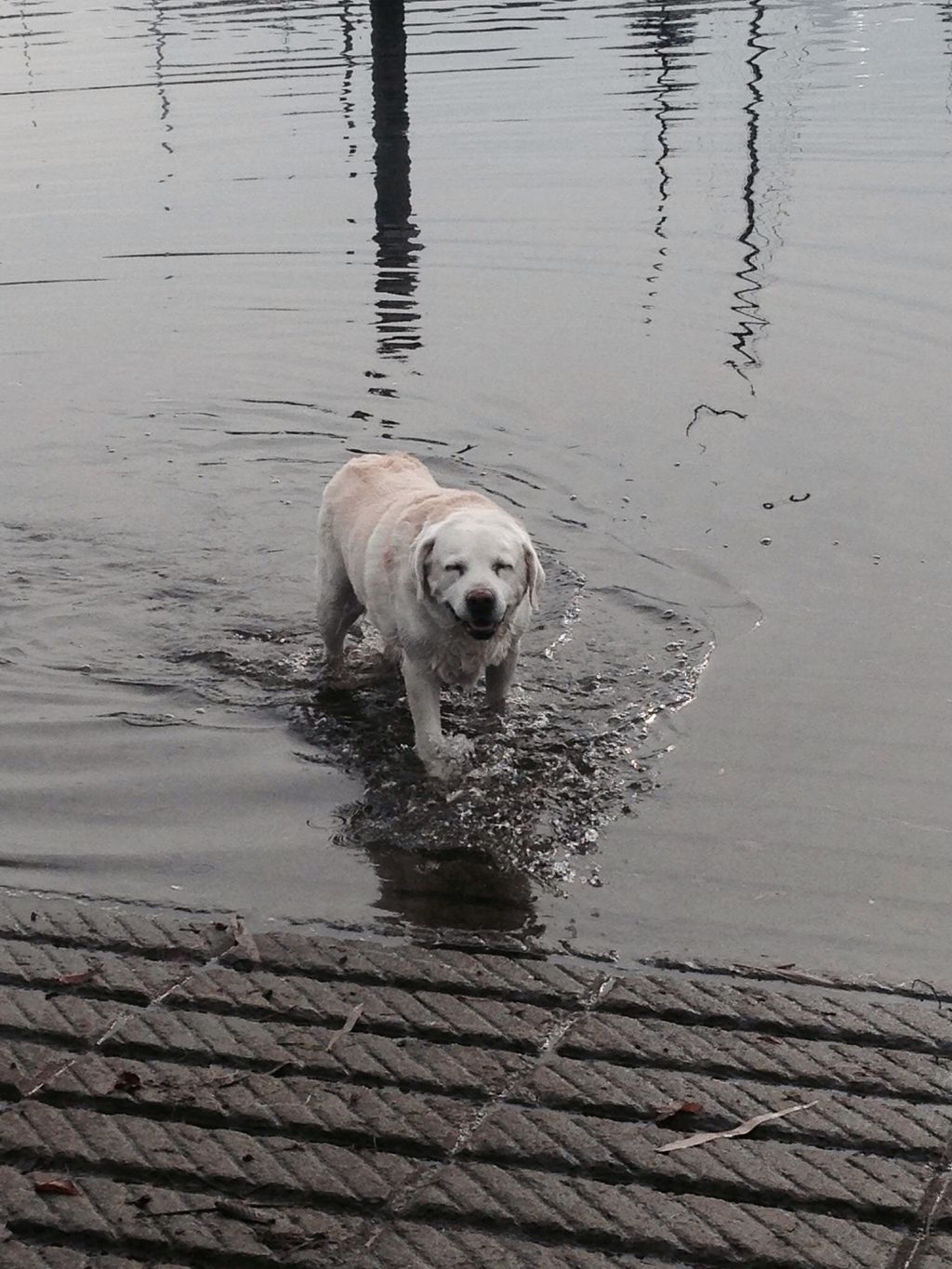 Cooper loves to swim!!