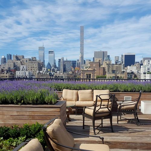Lovely Lavender blooming on a rooftop with views o