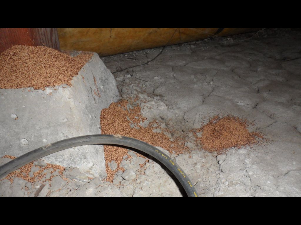 Drywood termite droppings