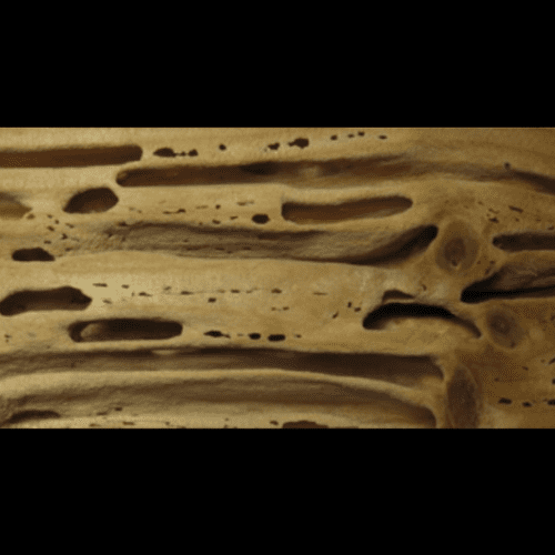 Drywood termites inside the wood.
