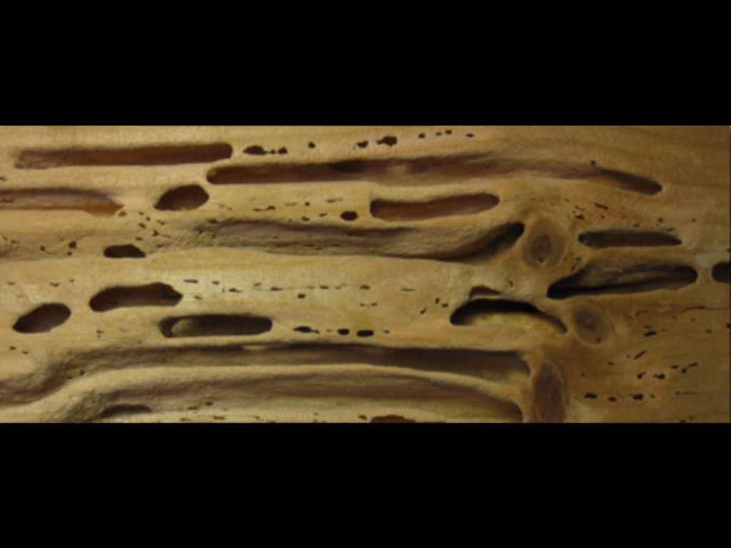 Drywood termites inside the wood.