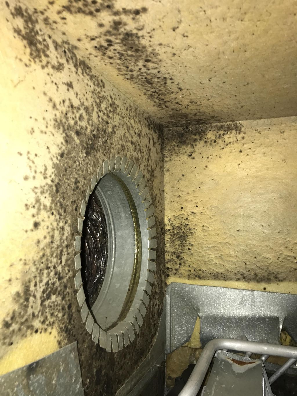 Mold in the plenum box.