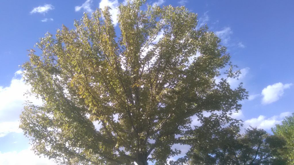 this was a 35ft tree reduced down too 16ft. we did