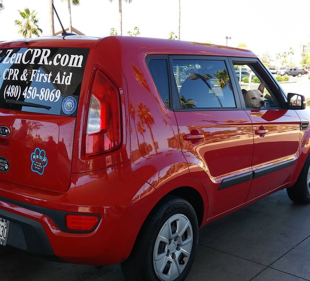 My working buddy - Rocky Balboa (Pit Cattle Dog Mi