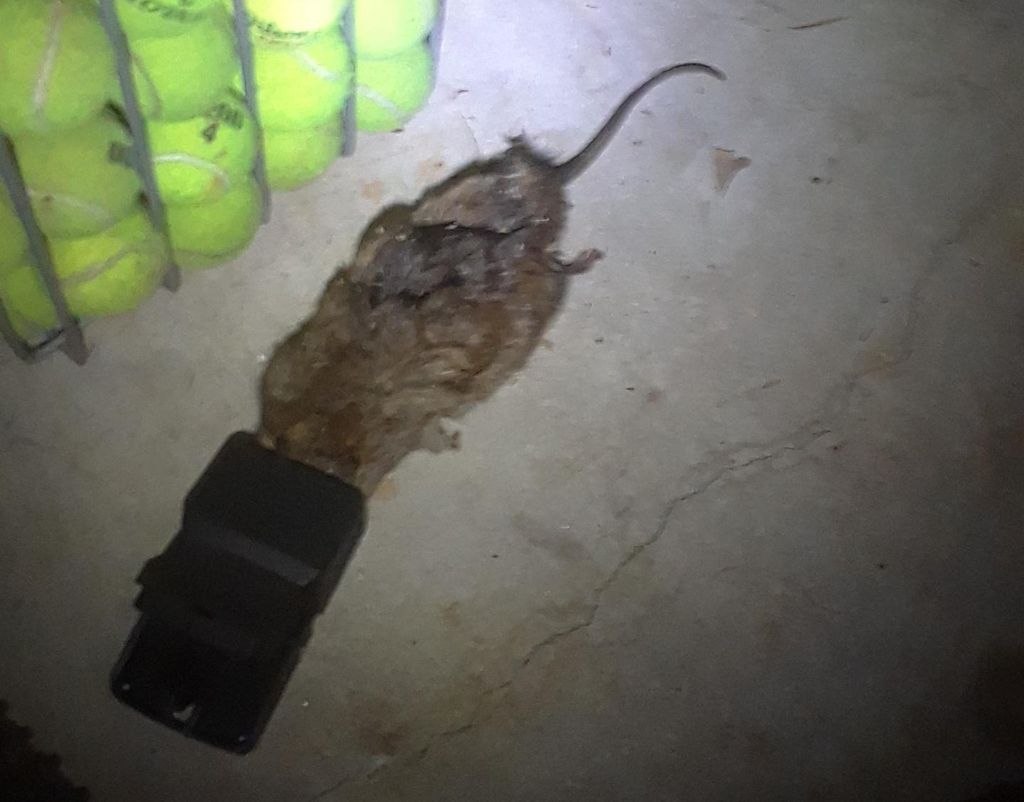 this thing was huge!