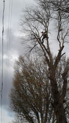 Avatar for Patino Tree Service