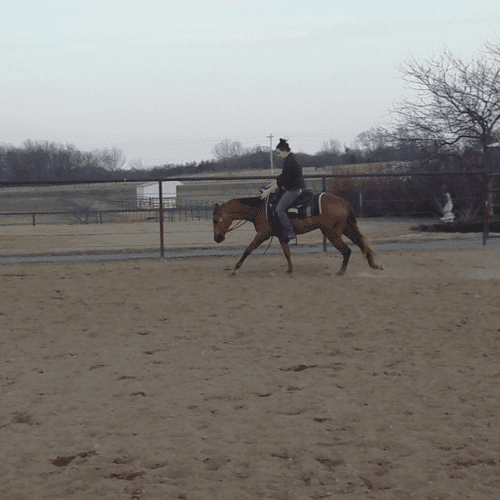 photo of PQH Mobjacdmycrome a two year old reining