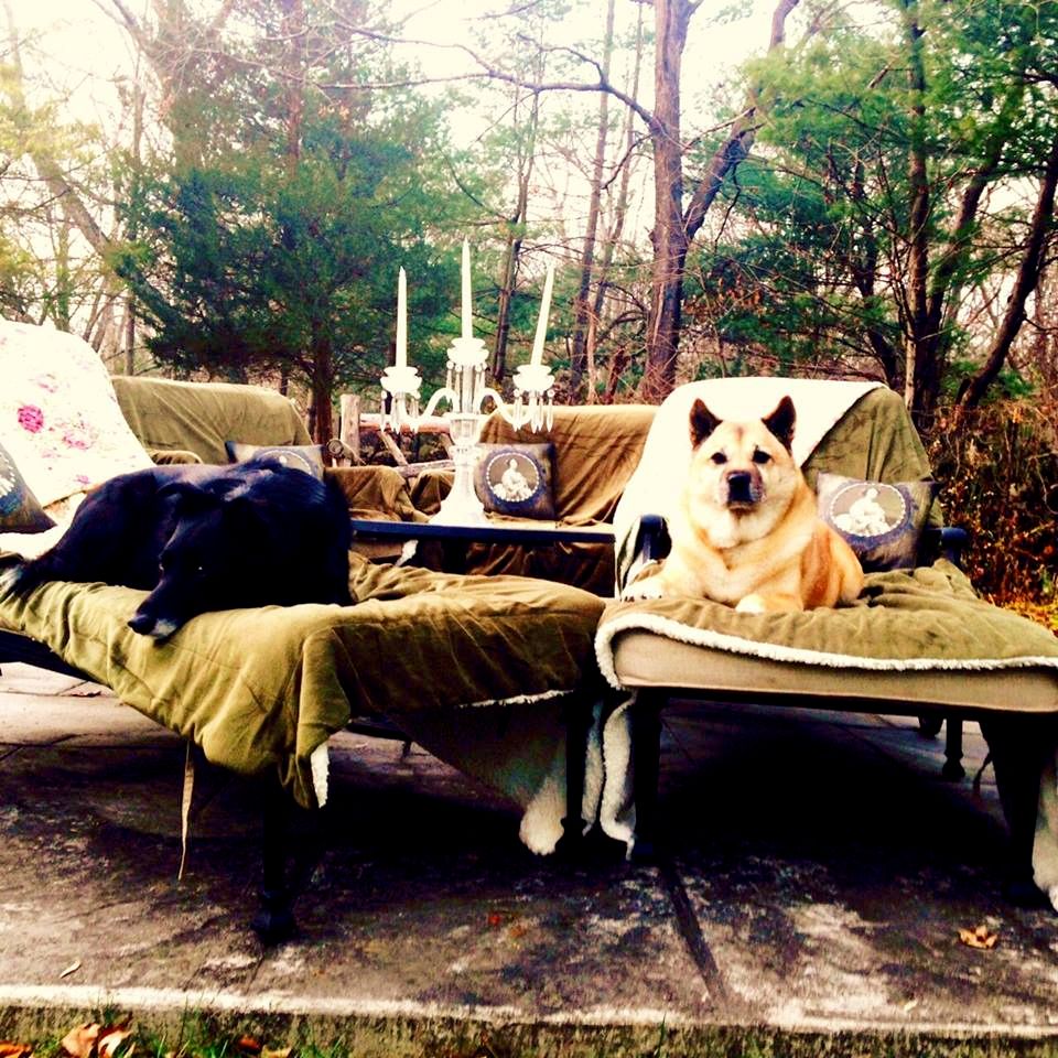 We pamper your pets!