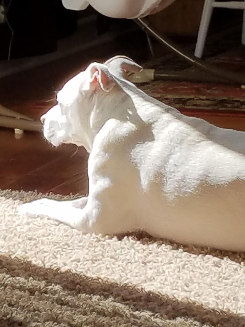 Nelly sunbathing 3/17