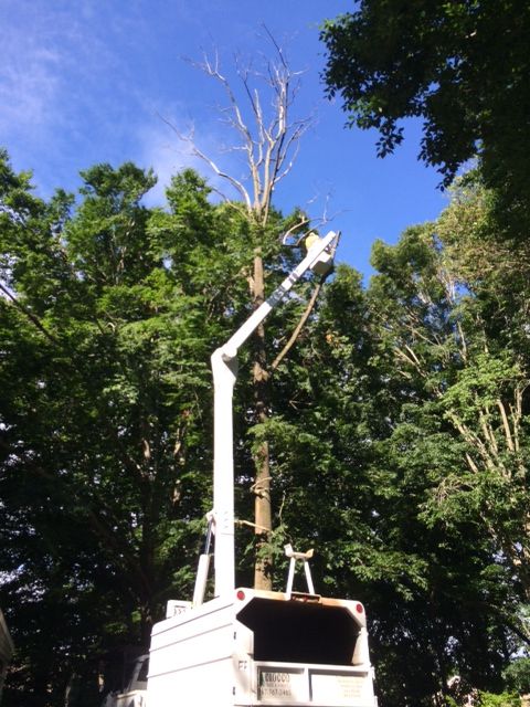 Hazardous Tree Removal