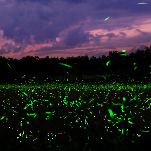 "Nature's Flashlight"  Fireflies in a field in Ark