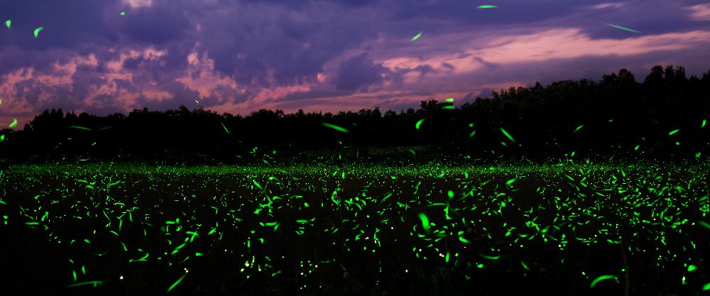 "Nature's Flashlight"  Fireflies in a field in Ark