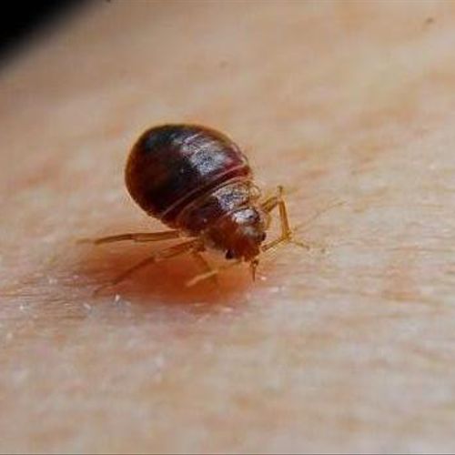 A bed bug biting someone bed bugs survive off huma