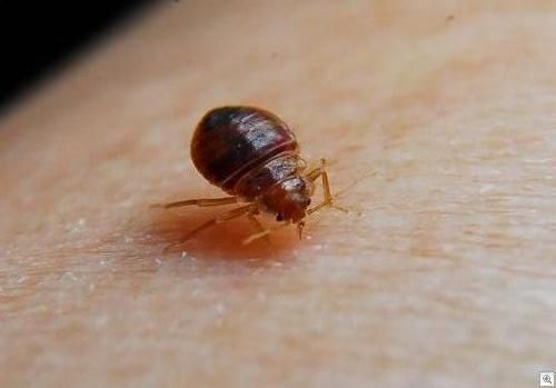A bed bug biting someone bed bugs survive off huma