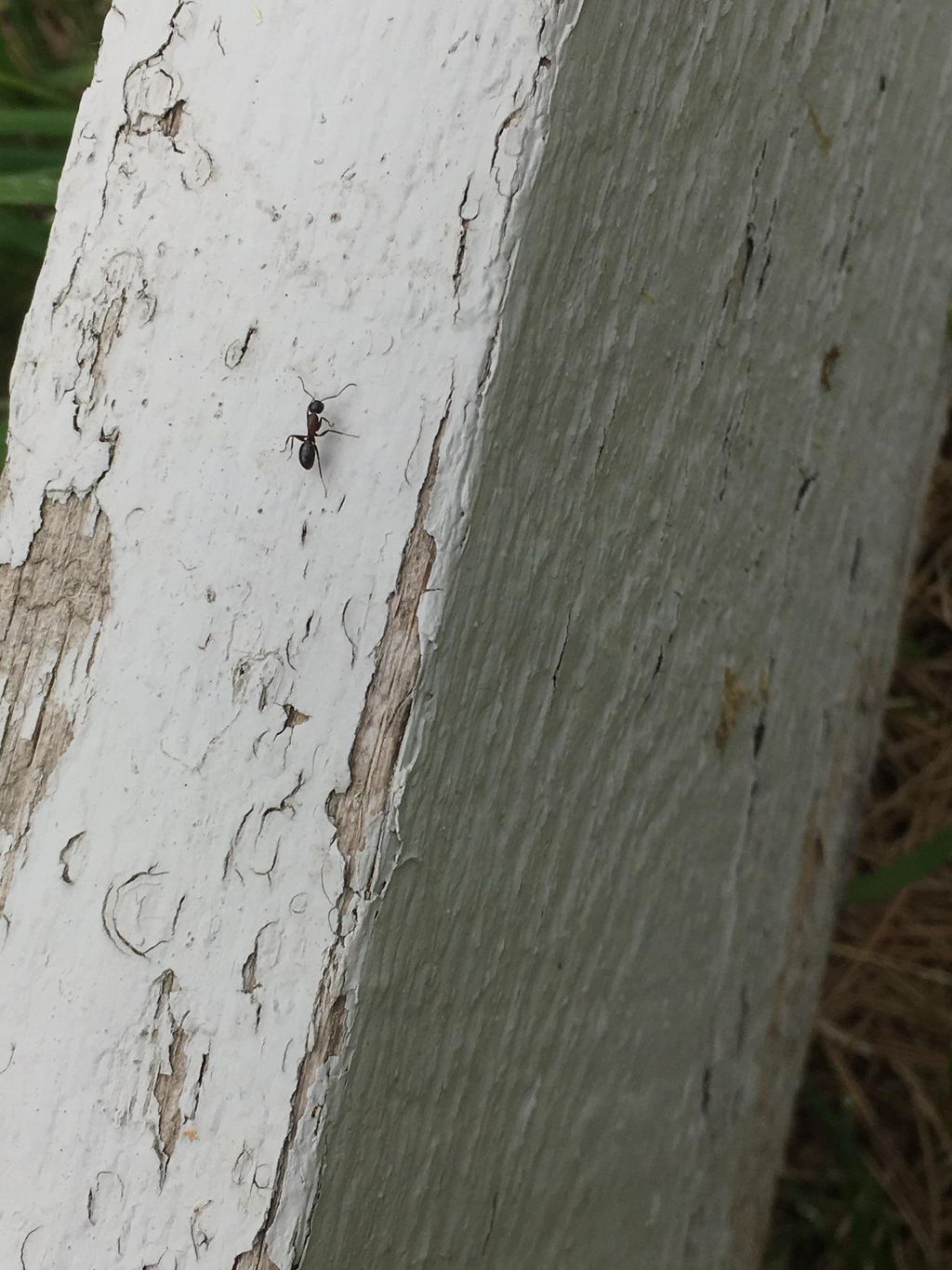 carpenter ant