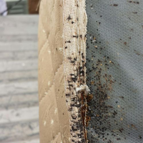 Heavy bed bug infestation on this box spring.