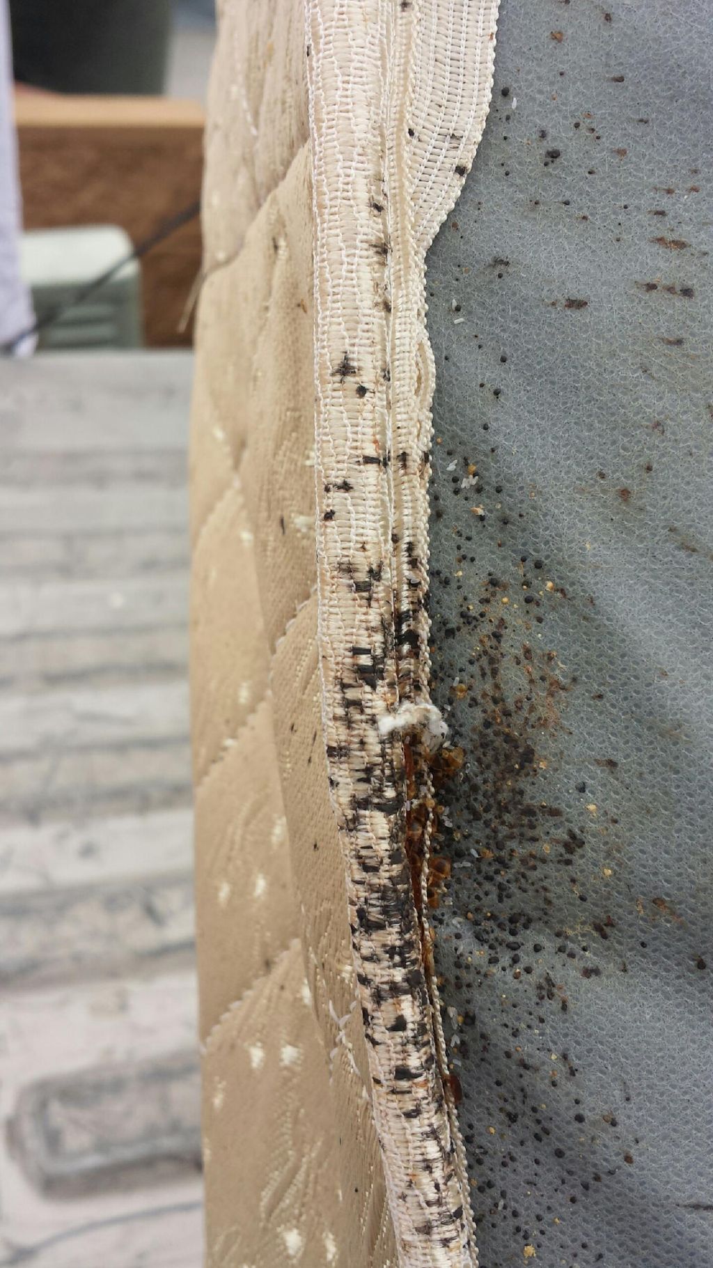 Heavy bed bug infestation on this box spring.