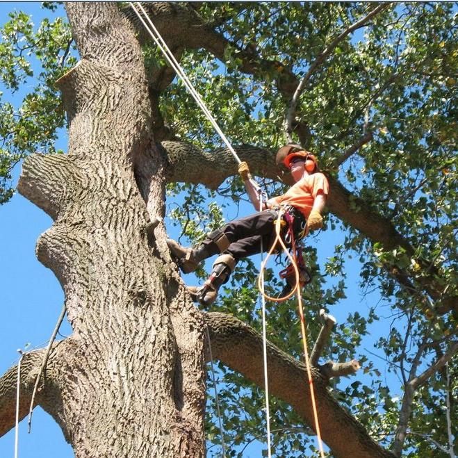 Landscaping & Tree Services