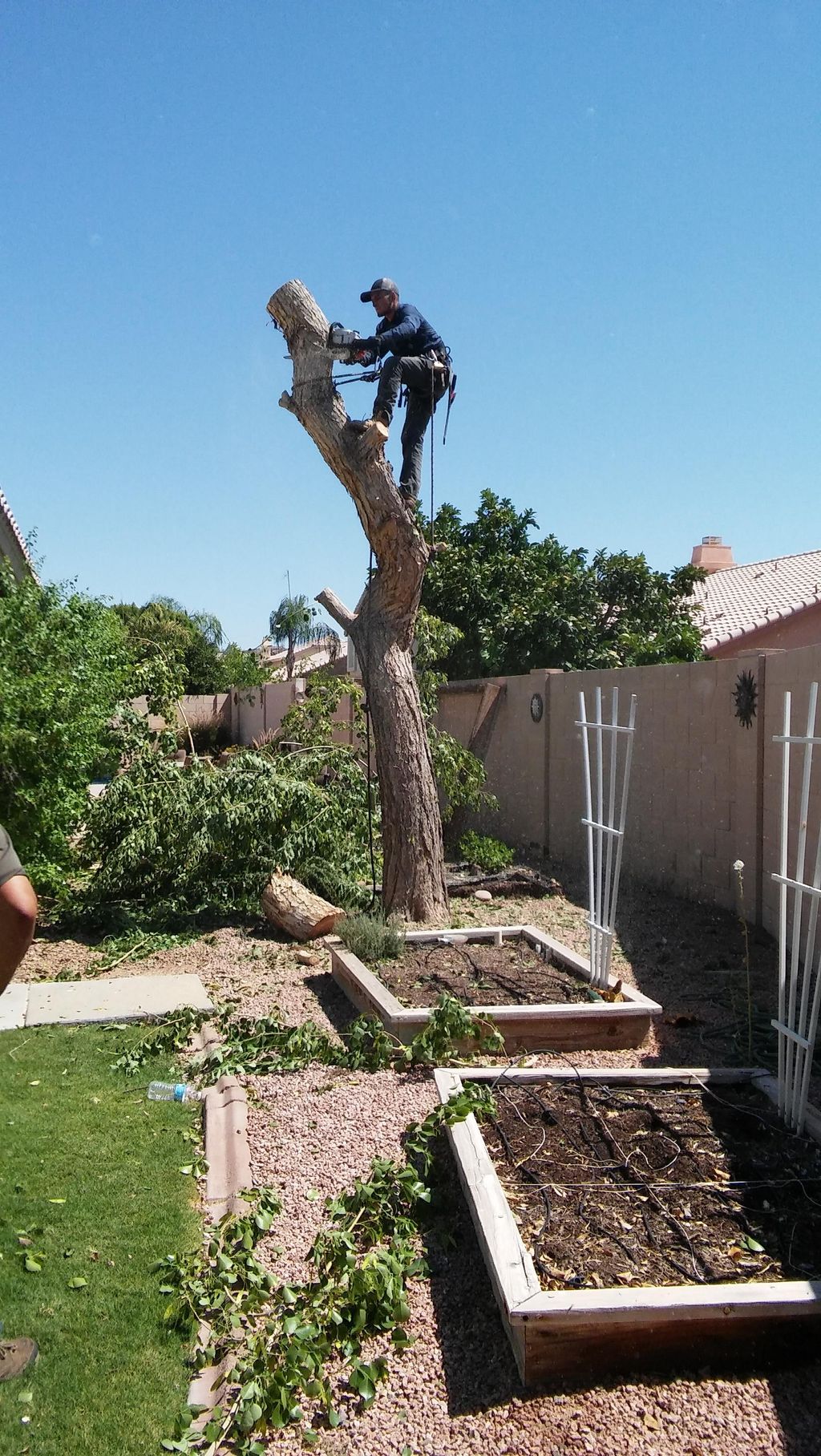 All Valley Tree Work
