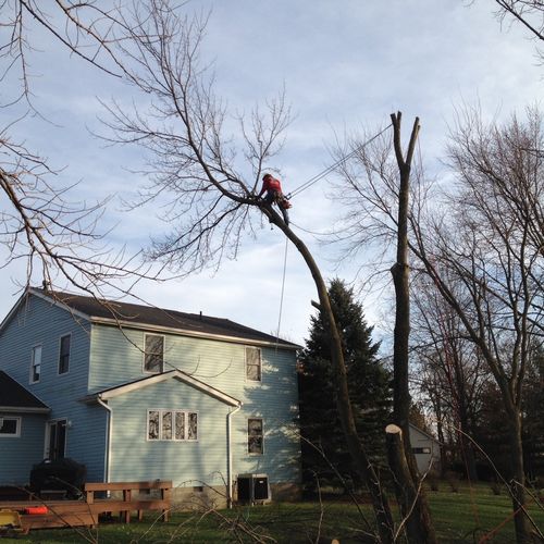 Rigging a tree down from over a house