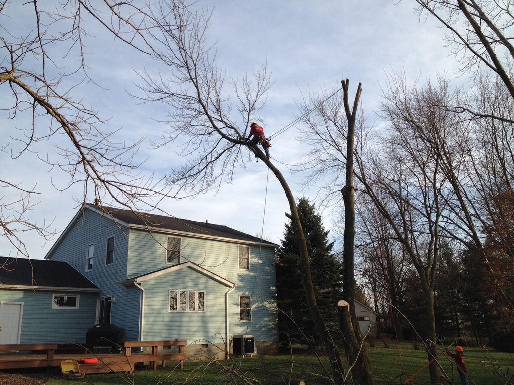 Rigging a tree down from over a house