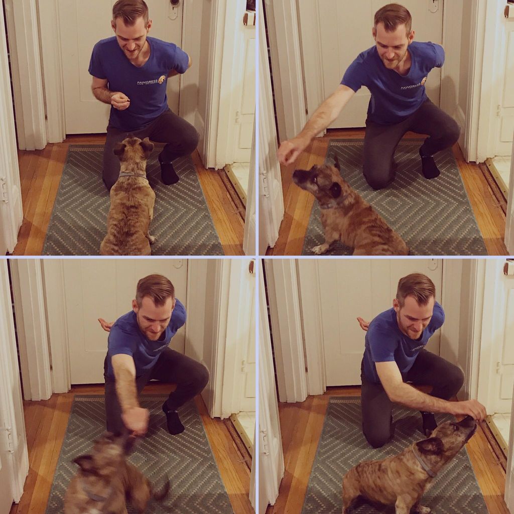 Using a food lure to teach Franky how to "twirl."