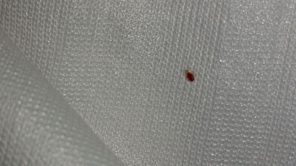 Bed bug nymph (stage one)