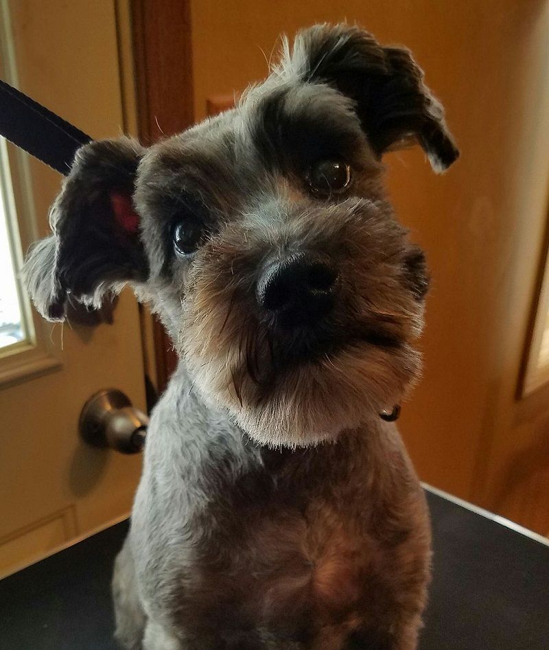 Bye Bye Water Bowl Beard ... Miss Miley The Schnau