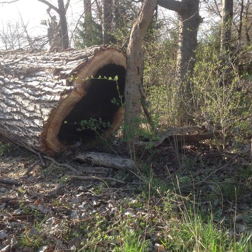 Hollow cottonwood on the ground
