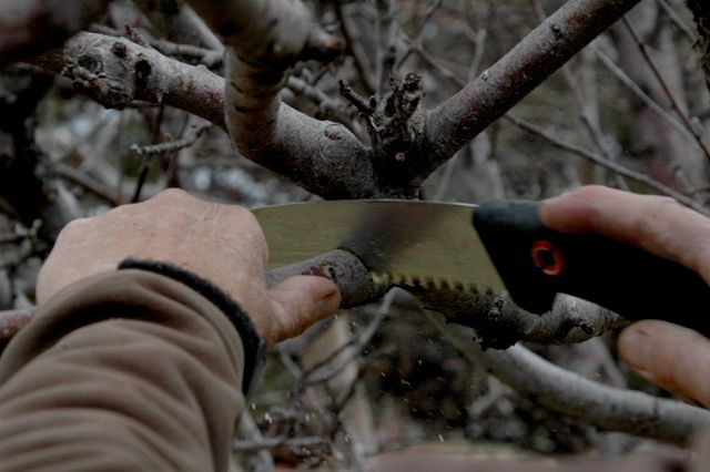 My expertise in proper pruning techniques can enha