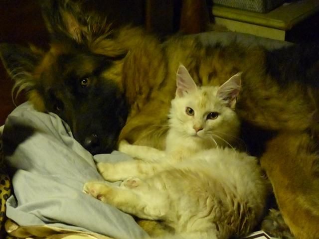 Learning to co-exist