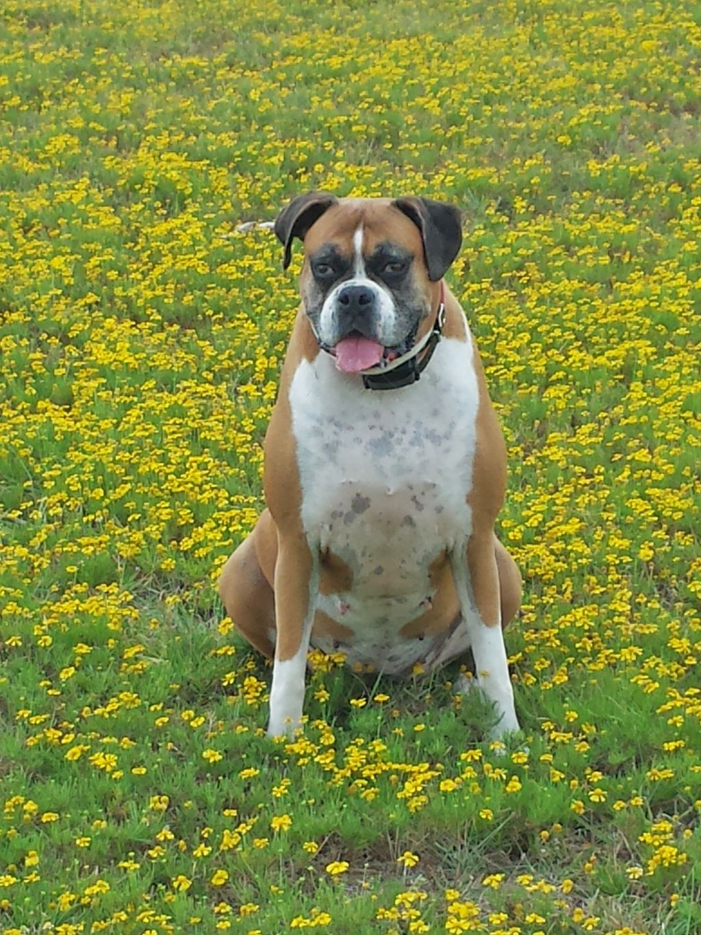 A day at the park with Soda Pop
