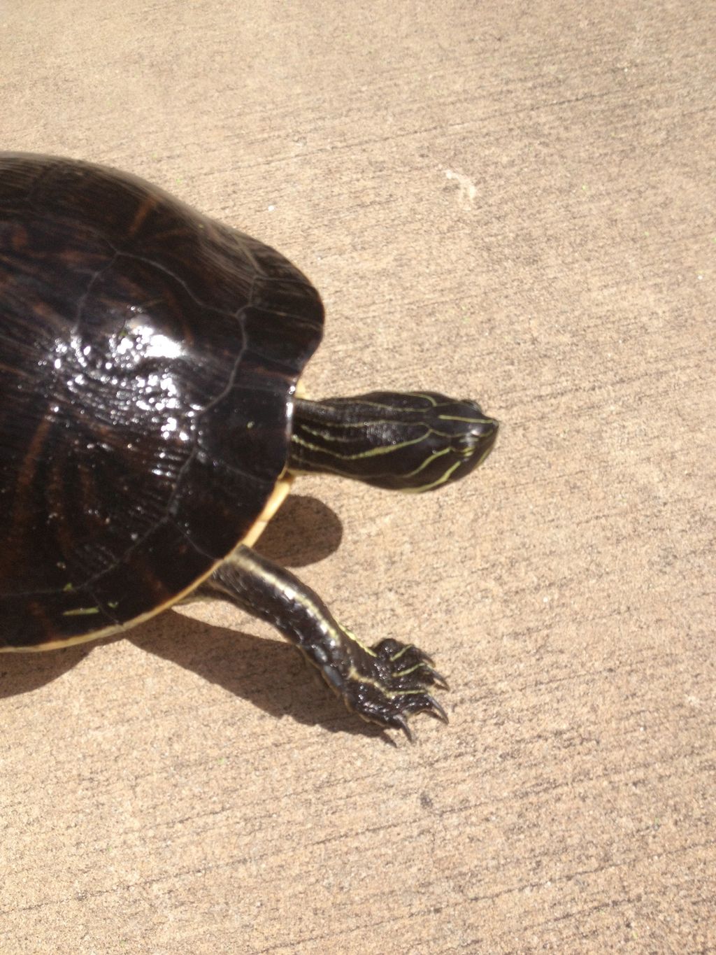Speedy
