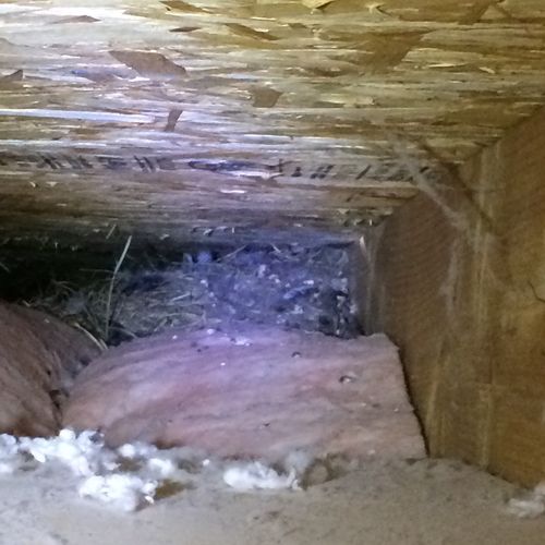 Birds nest in the attic.  A tight fit getting to i