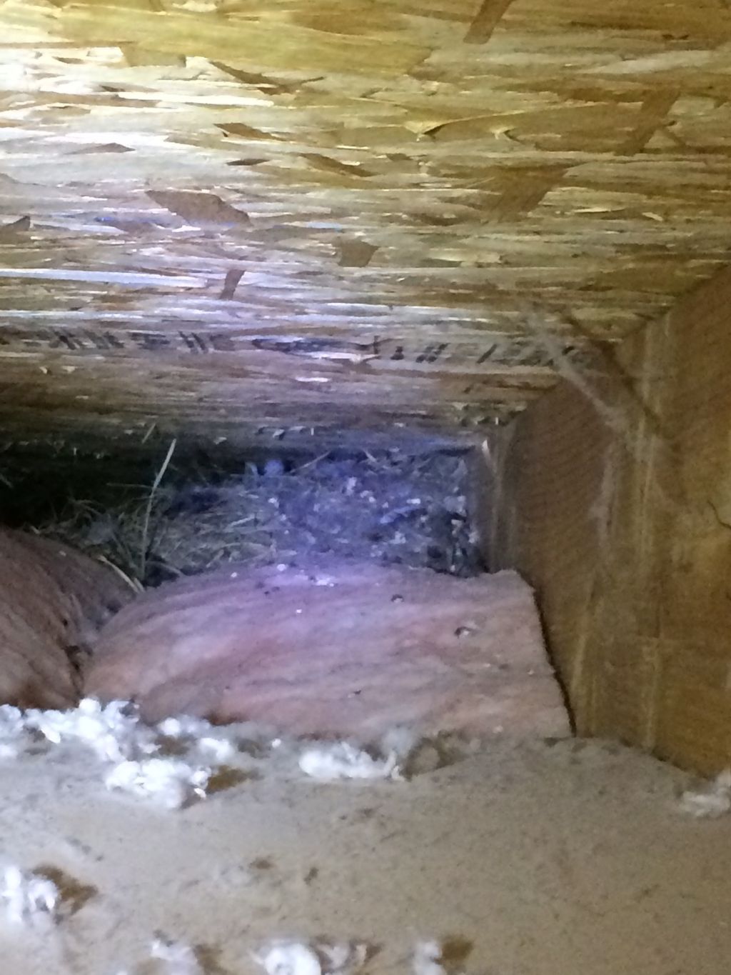 Birds nest in the attic.  A tight fit getting to i