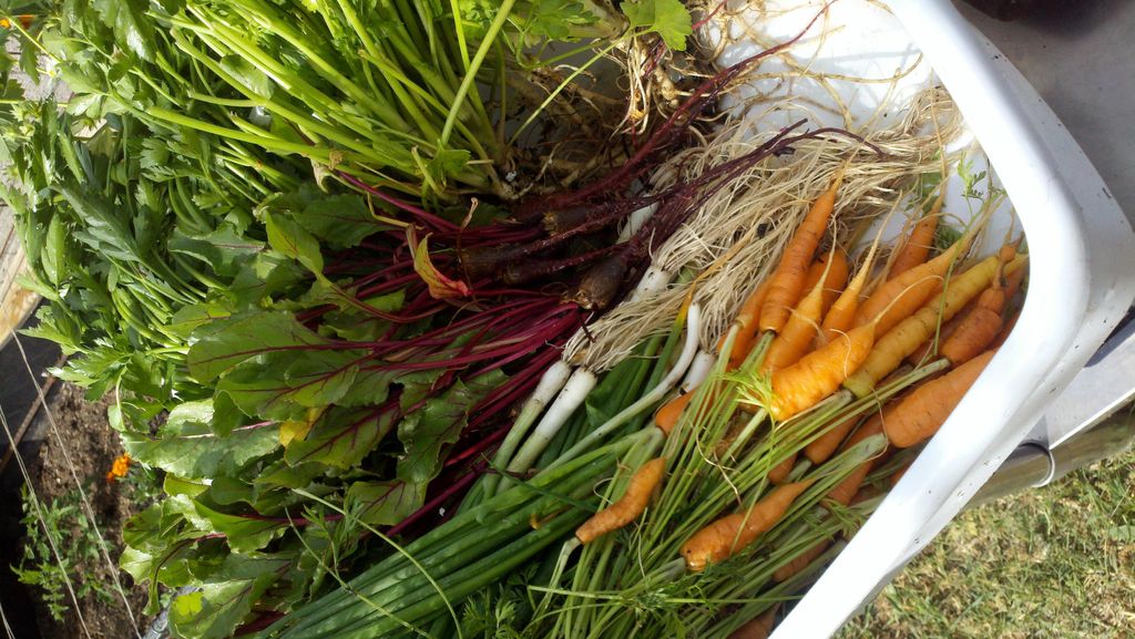Juicing is a great way to absorb important nutriti