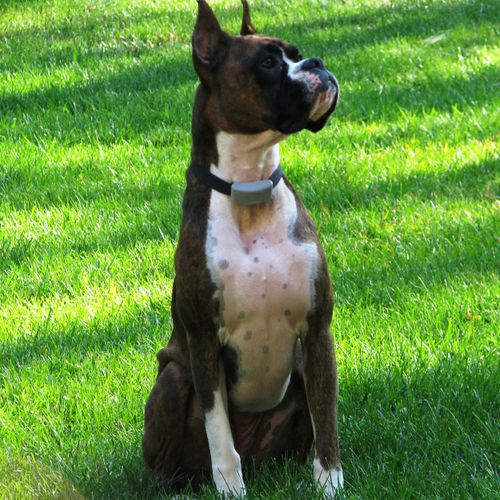 Bella, my charming boxer, was the inspiration for 