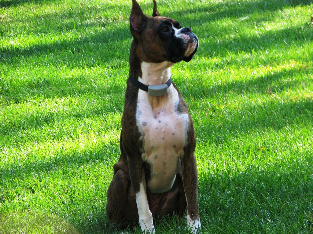 Bella, my charming boxer, was the inspiration for 