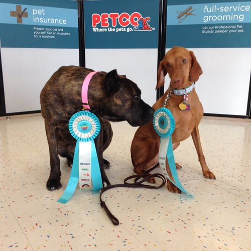 happy dogs passing Canine Good Citizen test