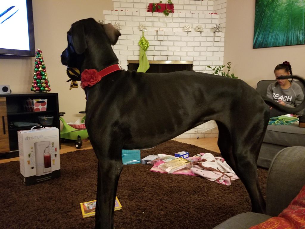 Great Dane/Lap Dog