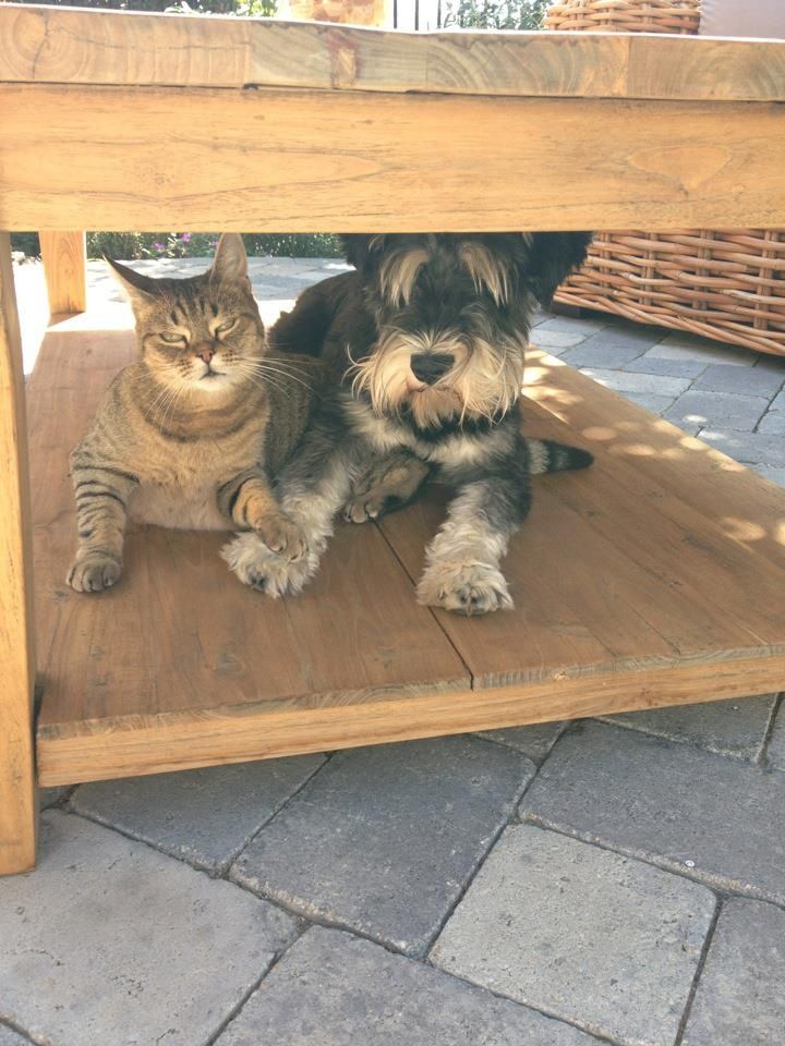 My dog and cat (Frankie and Gisma)