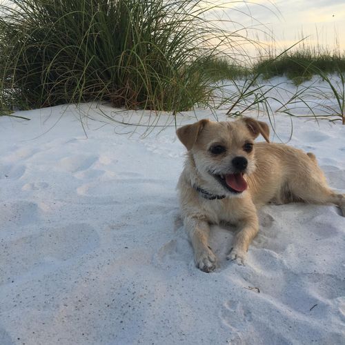 Tyson enjoying the beach!