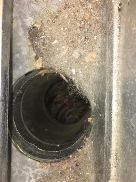 Do you own a pet? Shedding may clog your ducts! If