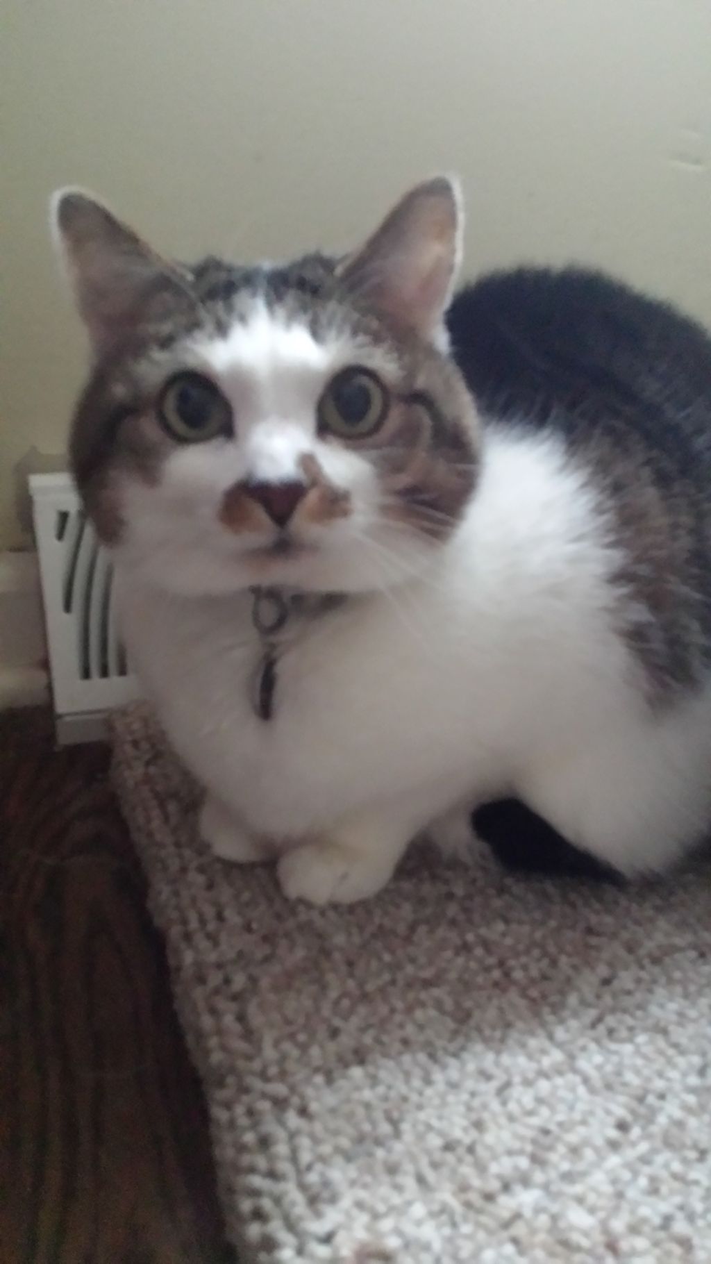 6 year old Little Love. Part of my group of 11 job