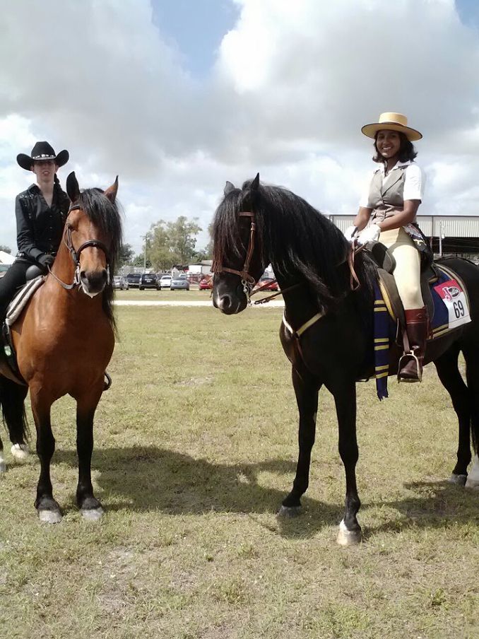 Our horses are desensitized well for parades. Firs