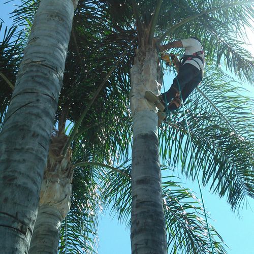 Trimming 35ft Palms. 