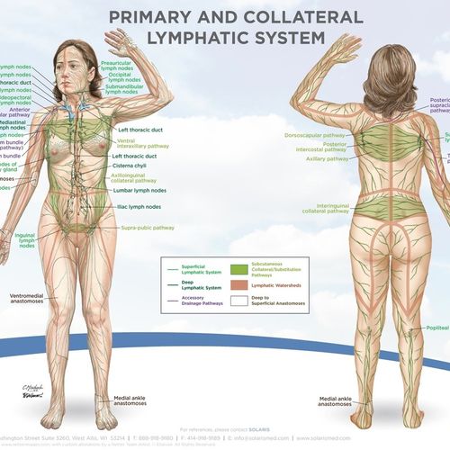 The lymphatic system which is directly affected by