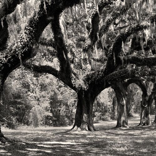 Fine Art Black & White Photography by Andy Moine -